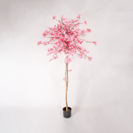 cherry blossom 