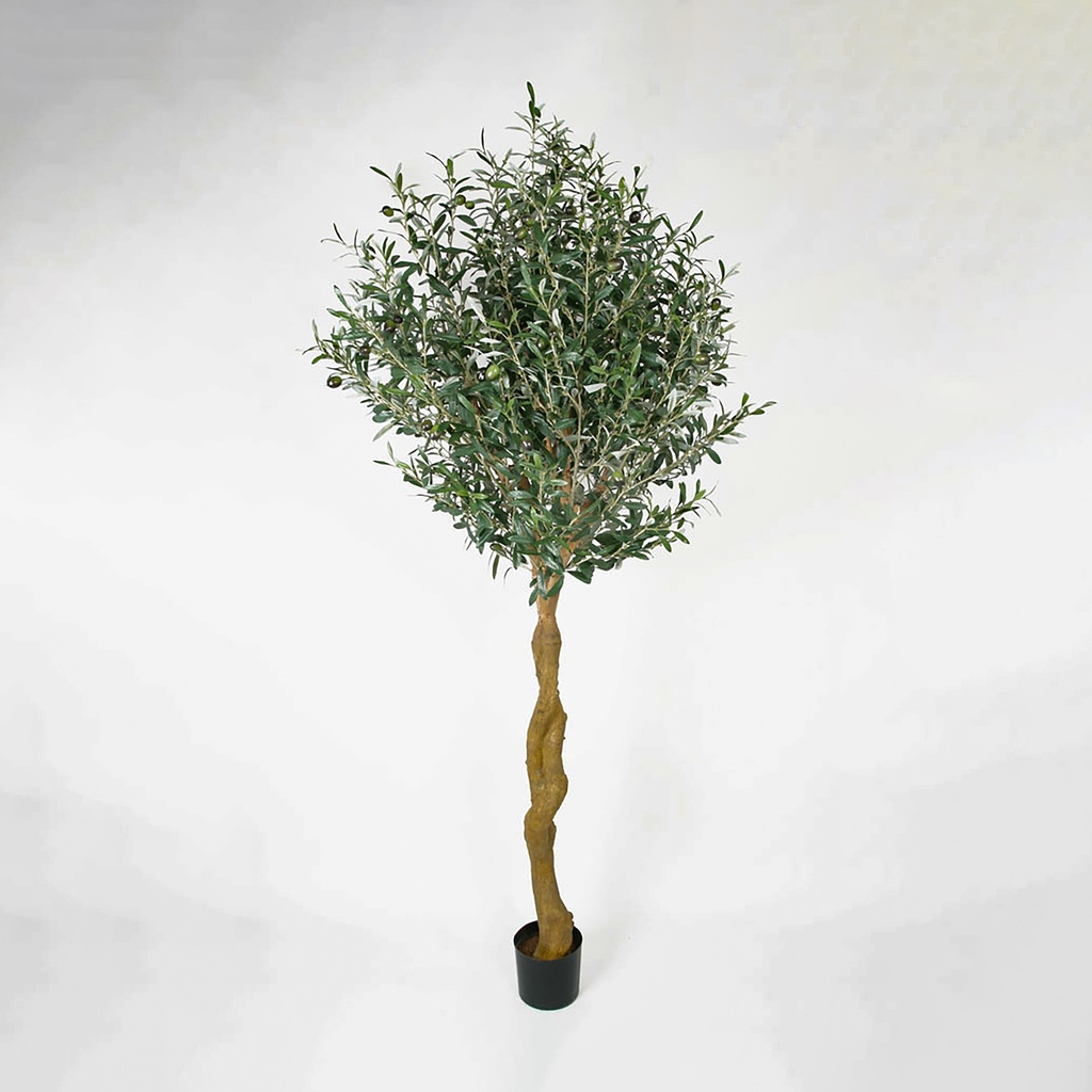 olive 