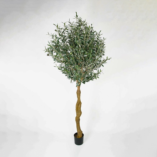 Olive 
