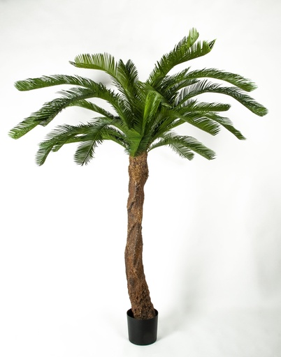 cycas palm 