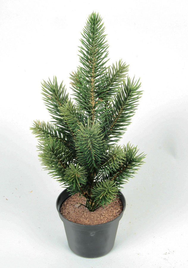 picea potted 