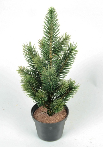 [5963] picea potted 