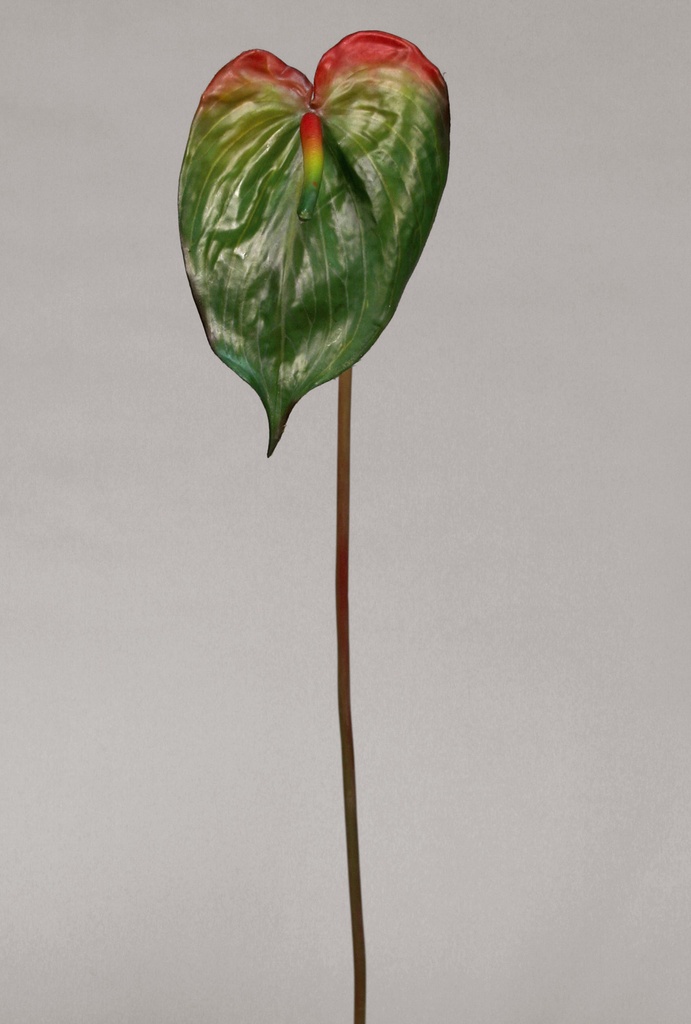 Anthurium