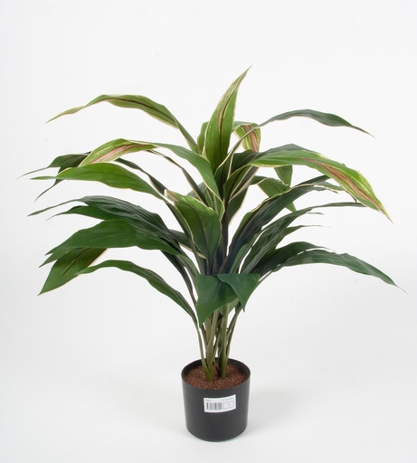 [5964] cordyline 