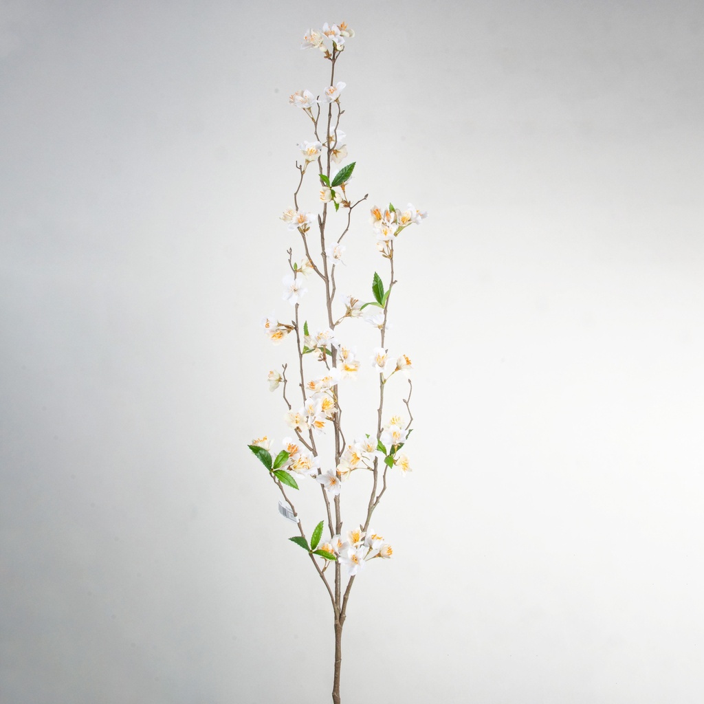 cherry blossom  cream