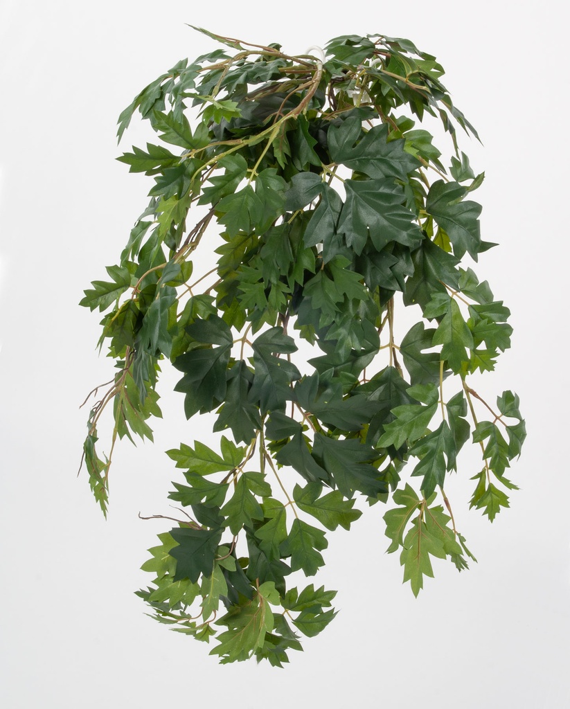 cissus bush 