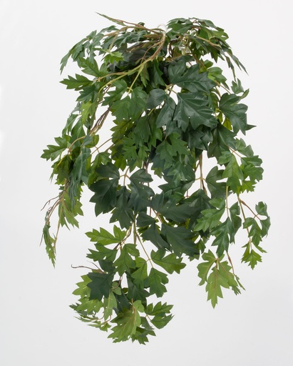 cissus bush 