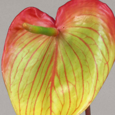 Anthurium