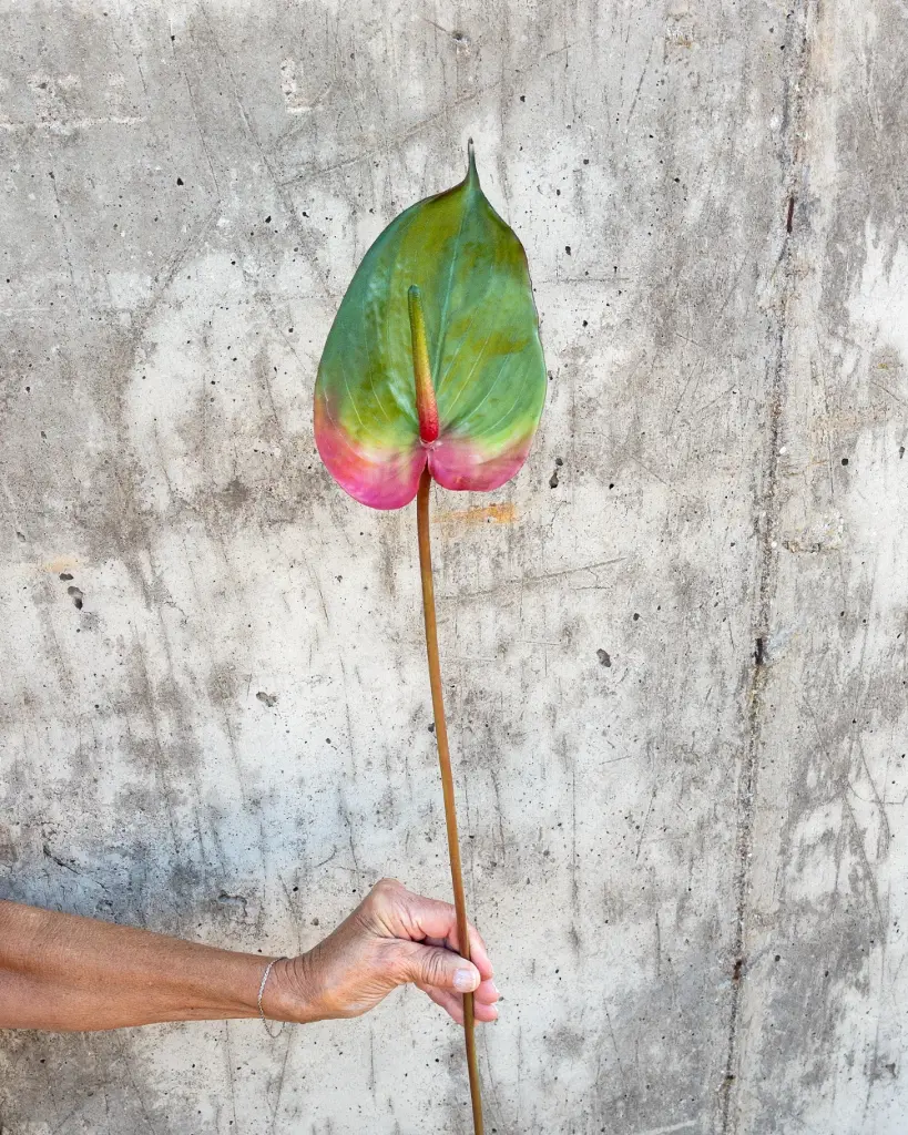 Anthurium