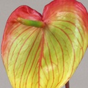 [9538] Anthurium (Alternative 2)