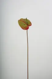 [9538] Anthurium (Alternative 2)