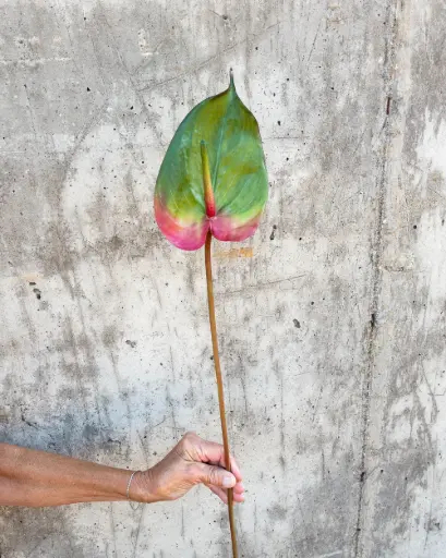 Anthurium