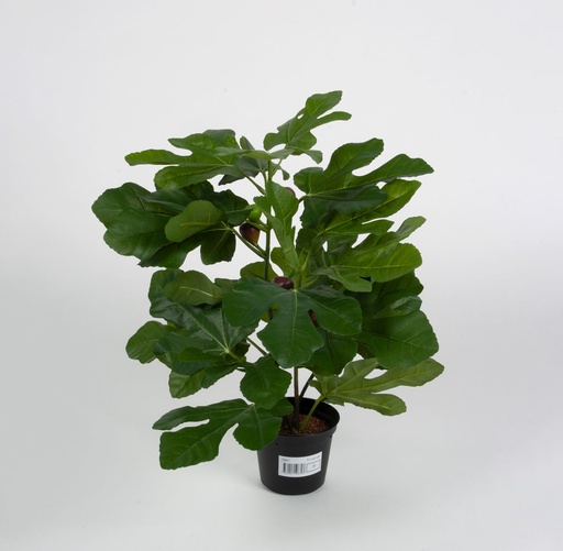 fig 
