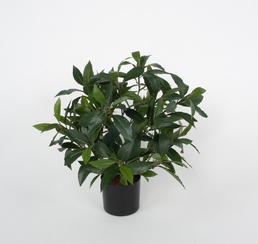 laurel potted 