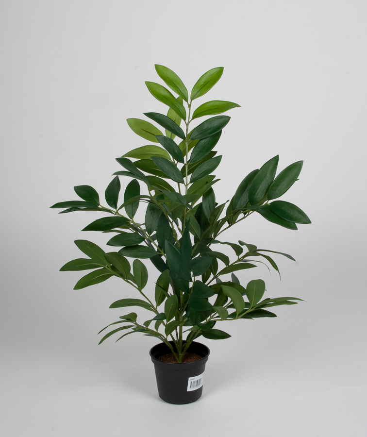 parlour palm 