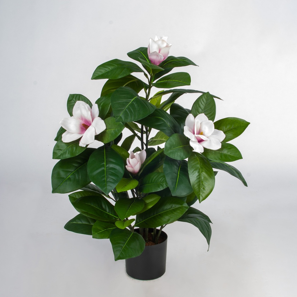 magnolia 