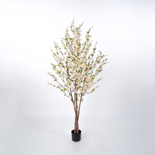 [1262-180] cherry blossom cream 