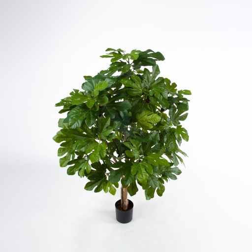 fig 