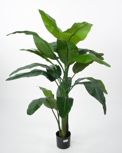 Scarlet Banana