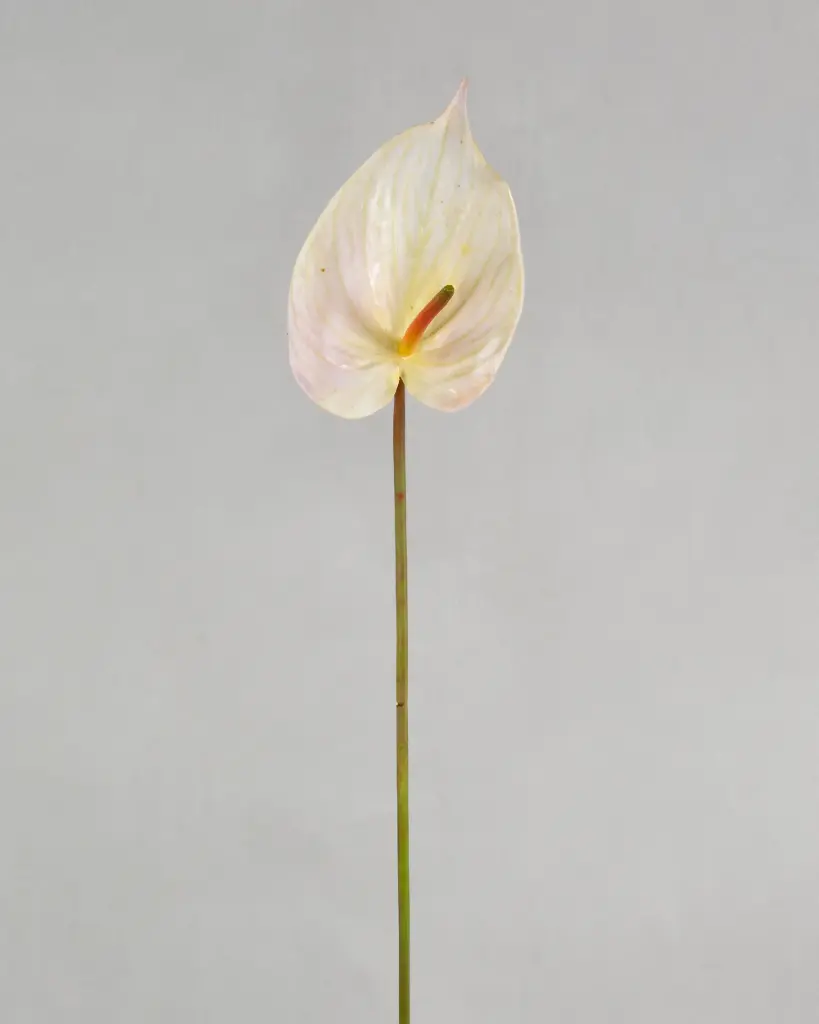 Anthurium