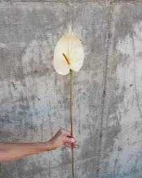 [9539] Anthurium (Alternative 3)