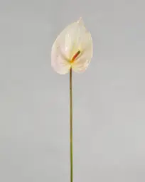 [9539] Anthurium (Alternative 3)