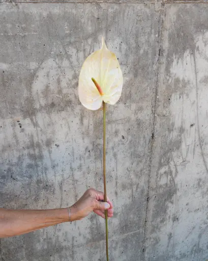 Anthurium