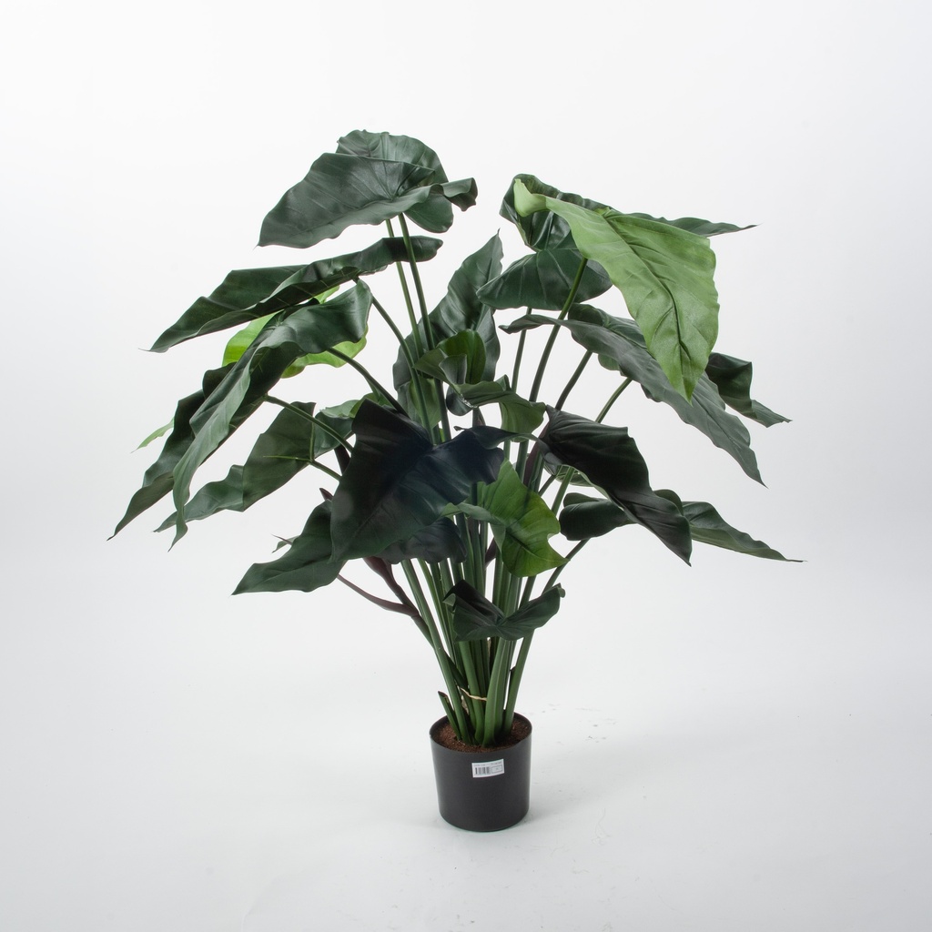 Alocasia