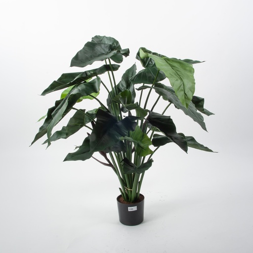 [1270-110] rainforest potted 