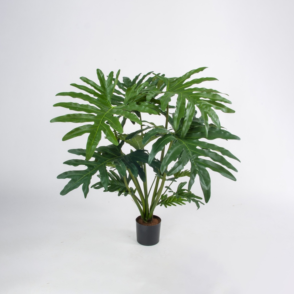 philodendron selloum 