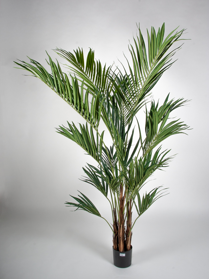 kentia palm 