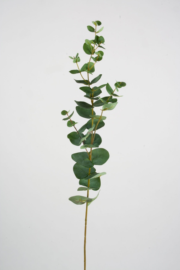 Eucalyptus 