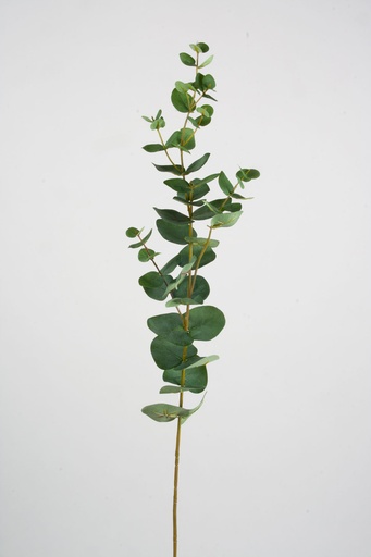 Eucalyptus 
