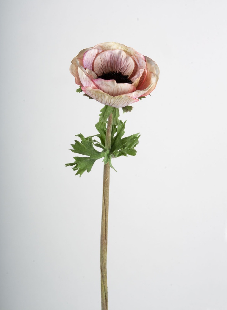 anemone 