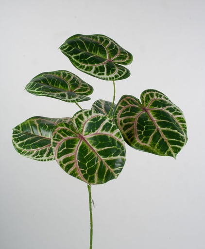 Caladium 