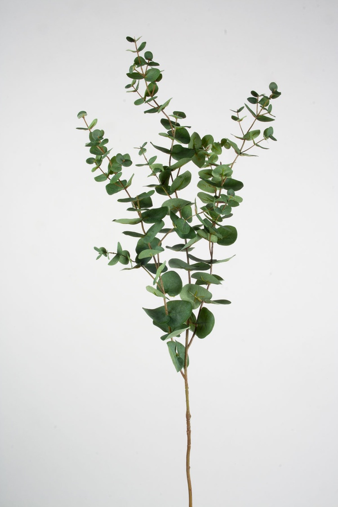 Eucalyptus 