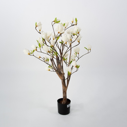 magnolia 