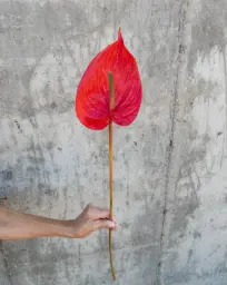 [9540] Anthurium (Alternative 4)
