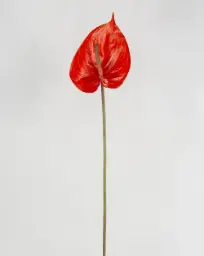 [9540] Anthurium (Alternative 4)
