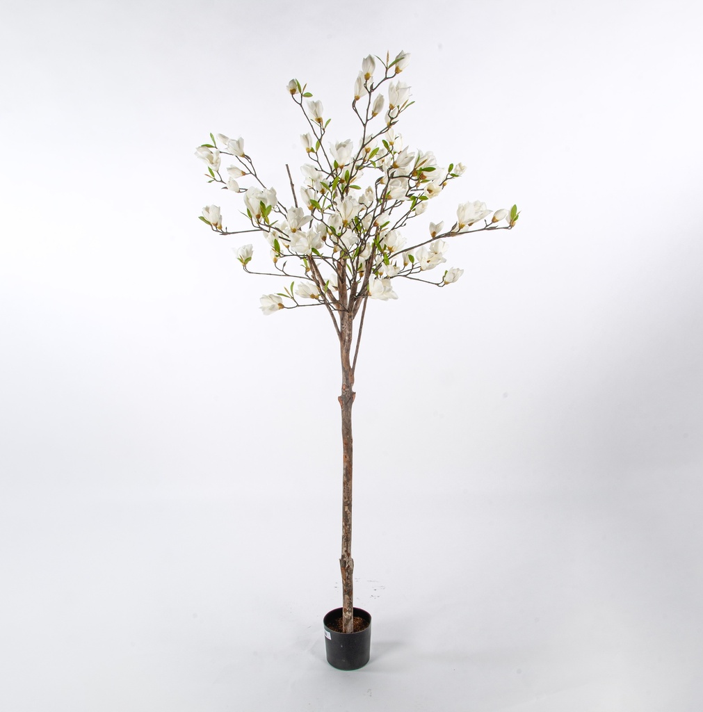 magnolia 