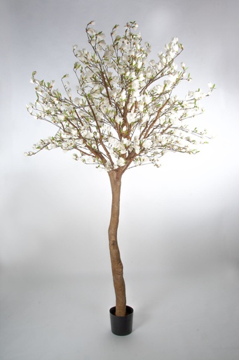 magnolia tree 
