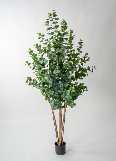 [1273-170] eucalyptus tree 