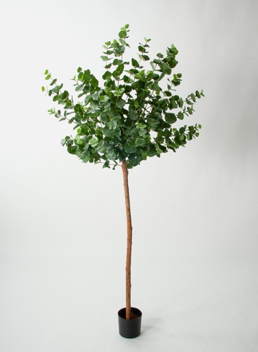 [1274-170] eucalyptus balltree 