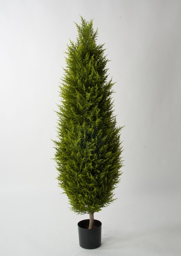 Cypress