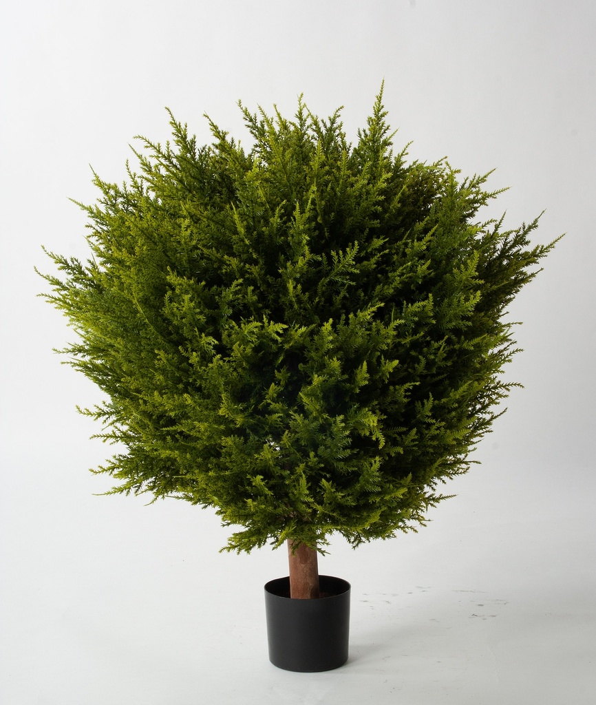 Cypress Ball 