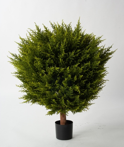 Cypress Ball 