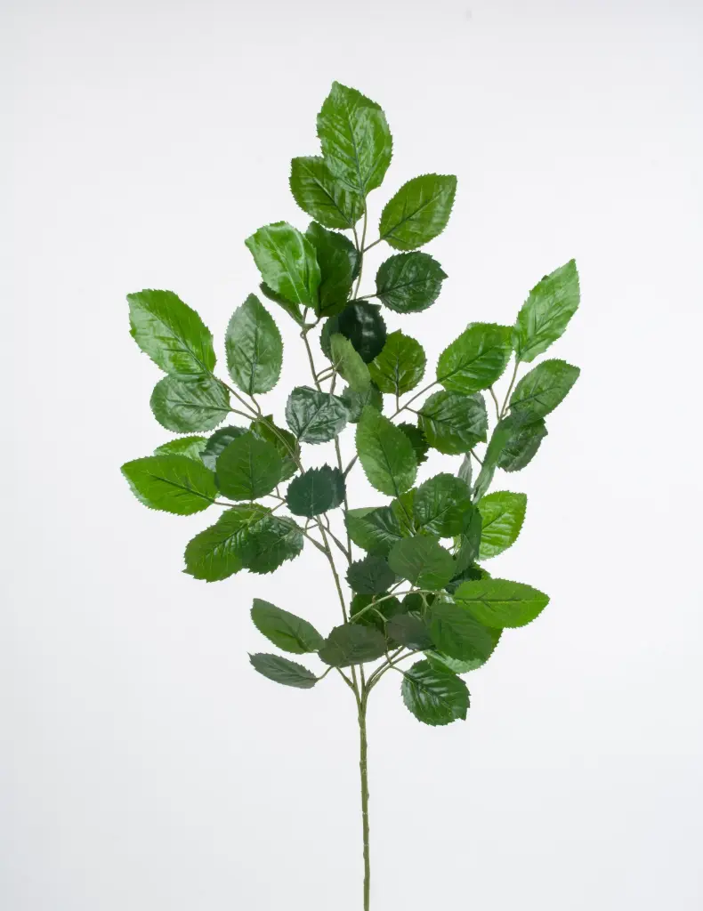 Beech spray