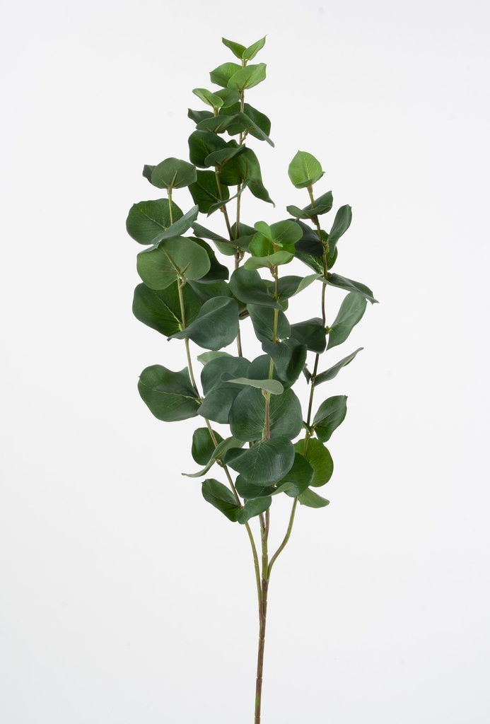 eucalyptus spray 