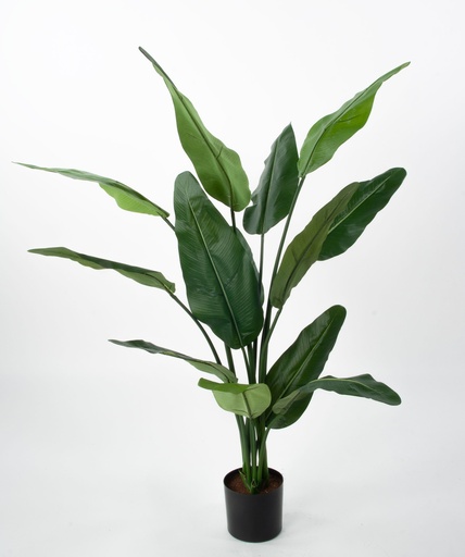[1269-120] traveller palm 