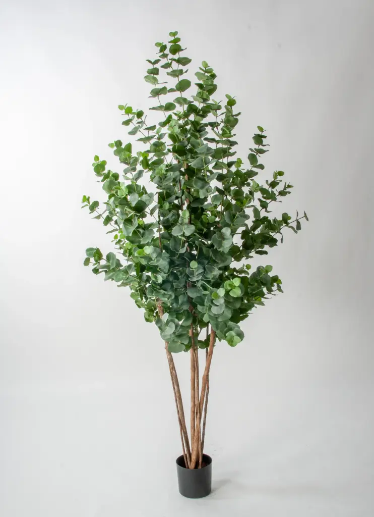 Eucalyptus tree 